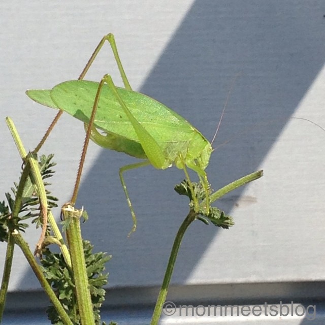 katydid